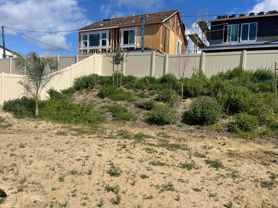 ceanothus back yard design