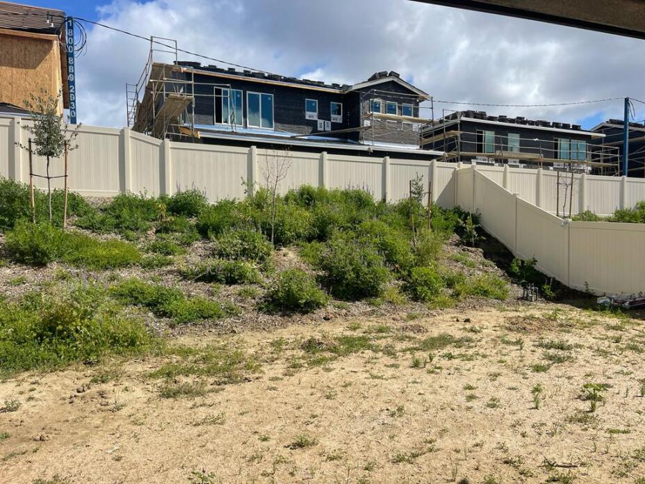 ceanothus back yard design